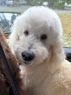 Photo of GuiNiu #image