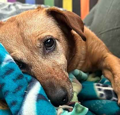 Photo of Ruby - In Foster #image