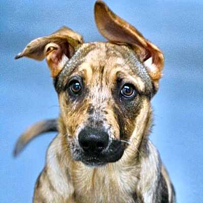 Photo of Iris (puppy) - ECAS #image