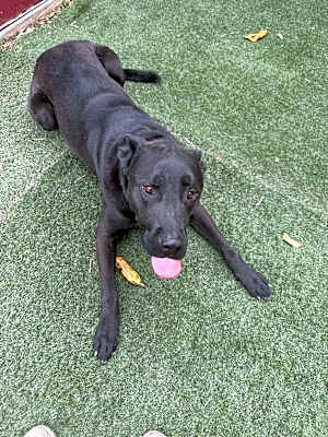 Photo of Shep #image