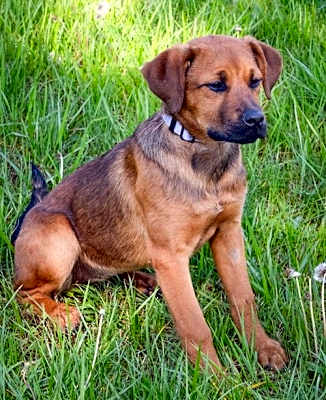 Photo of PUPPIES CINNAMON, CORAL, and CRIMSON #image
