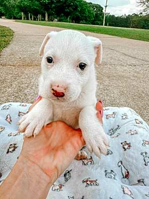 Photo of Pinky #image
