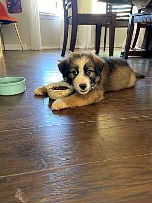 Photo of Rocky #image