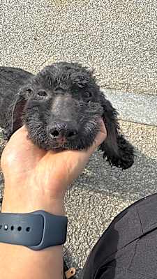 Photo of Bam #image