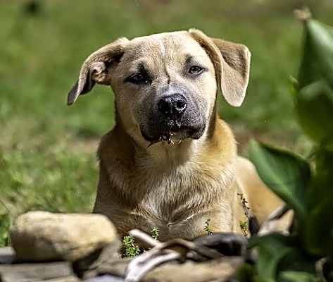 Photo of Loki #image
