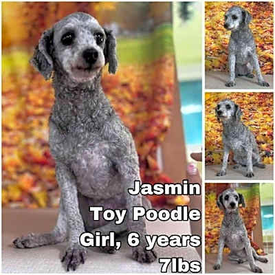 Photo of Jasmine from Korea #image