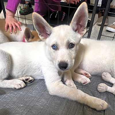 Photo of Scout #image