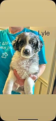 Photo of Lyle #image