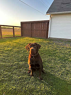 Photo of Hank #image