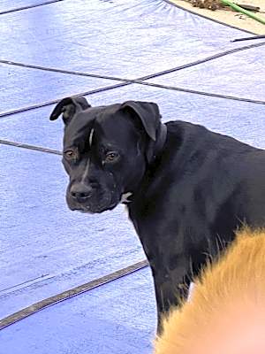Photo of Bella #image