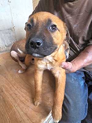 Photo of Nova #image
