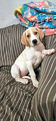 Photo of Tigerlily #image