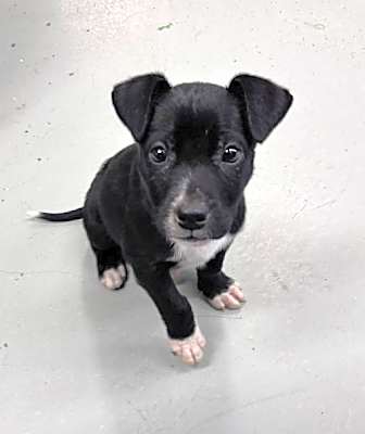 Photo of Earl: Not At shelter #image