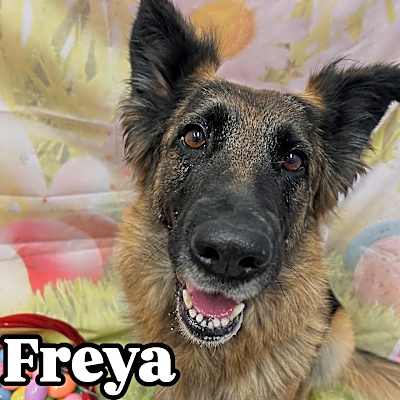 Photo of Freya #image