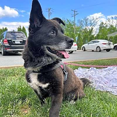 Photo of Duke #image