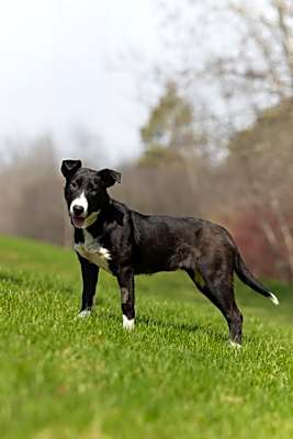 Photo of Nani - Kitchener #image