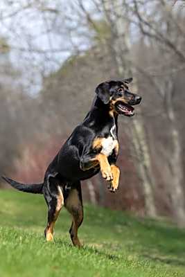 Photo of Bear-Kitchener #image