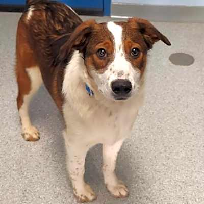 Photo of Chevy #image