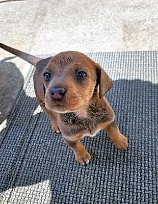 Photo of Ginger #image
