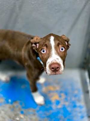 Photo of Juno #image