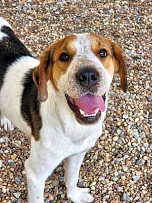 Photo of Bluebell #image