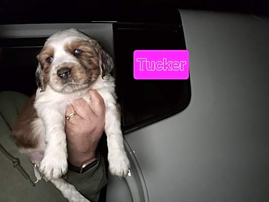 Photo of Tucker #image