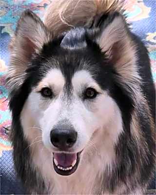 Photo of Sitka #image