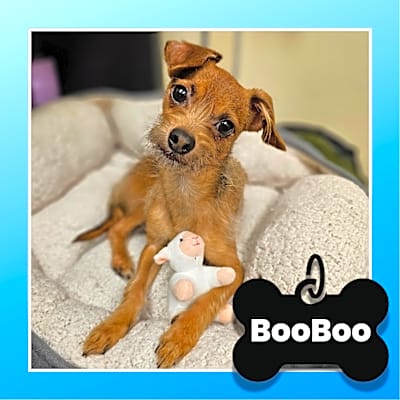Photo of BooBoo #image