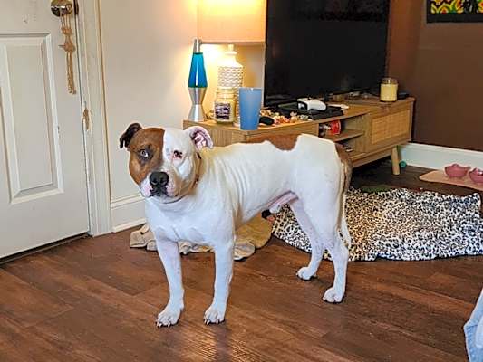 Photo of Canelo #image