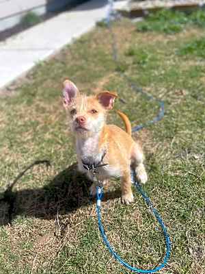 Photo of Munchkin #image