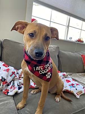 Photo of Pretzel #image
