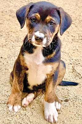 Photo of Minnie's Puppies #image