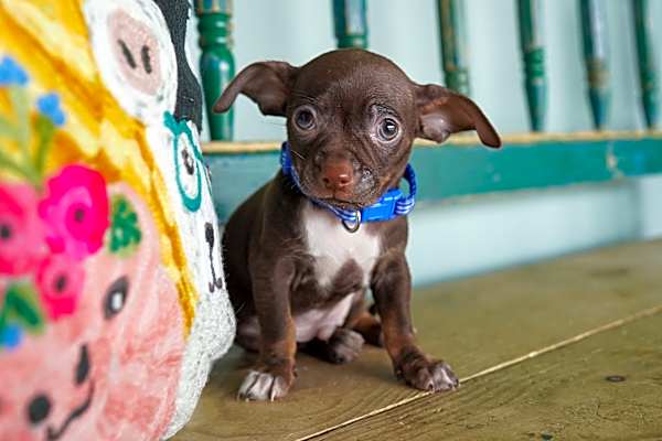Photo of Muchacho #image