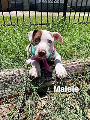 Photo of Maisie #image
