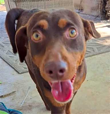 Photo of Dobbie #image