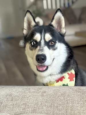 Photo of Kash #image