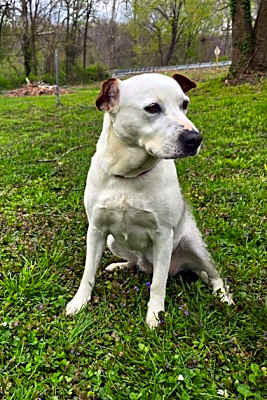 Photo of Bailey #image