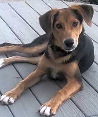 Photo of Rascal #image