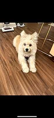 Photo of Lulu #image