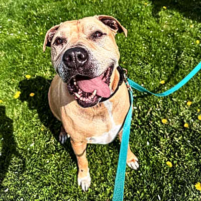Photo of Sampson #image