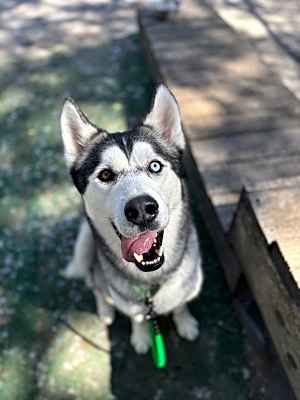 Photo of Mylo #image