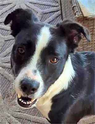 Photo of Clyde #image