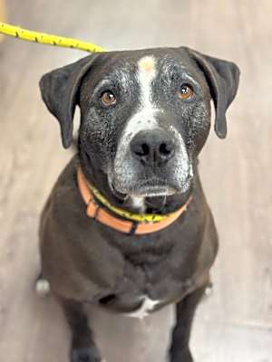 Photo of Mojo #image