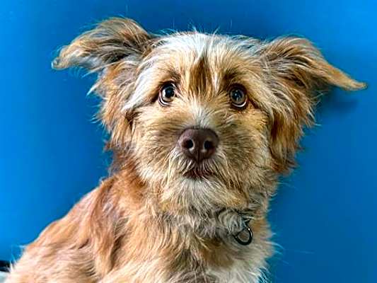 Photo of RYDER #image