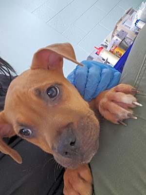 Photo of Dakota - Adoptable Awaiting S/N #image