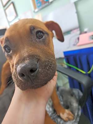 Photo of Myers - Adoptable Awaiting S/n #image