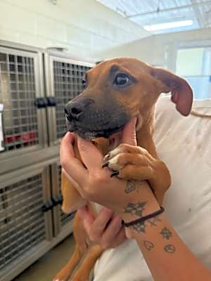 Photo of Lavinia - Adoptable awaiting s/n #image