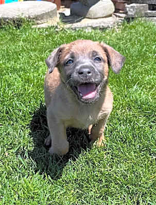 Photo of Millie #image