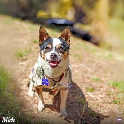 Photo of Mick #image