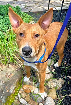 Photo of Skippy #image